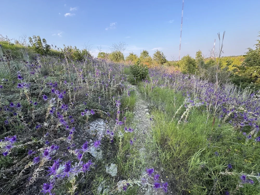  Newly named,  Eryngo Lane , is covered on both sides by,  Leavenworth's Eryngo  ( Eryngium leavenworthii) . it’s a riot of purple. 