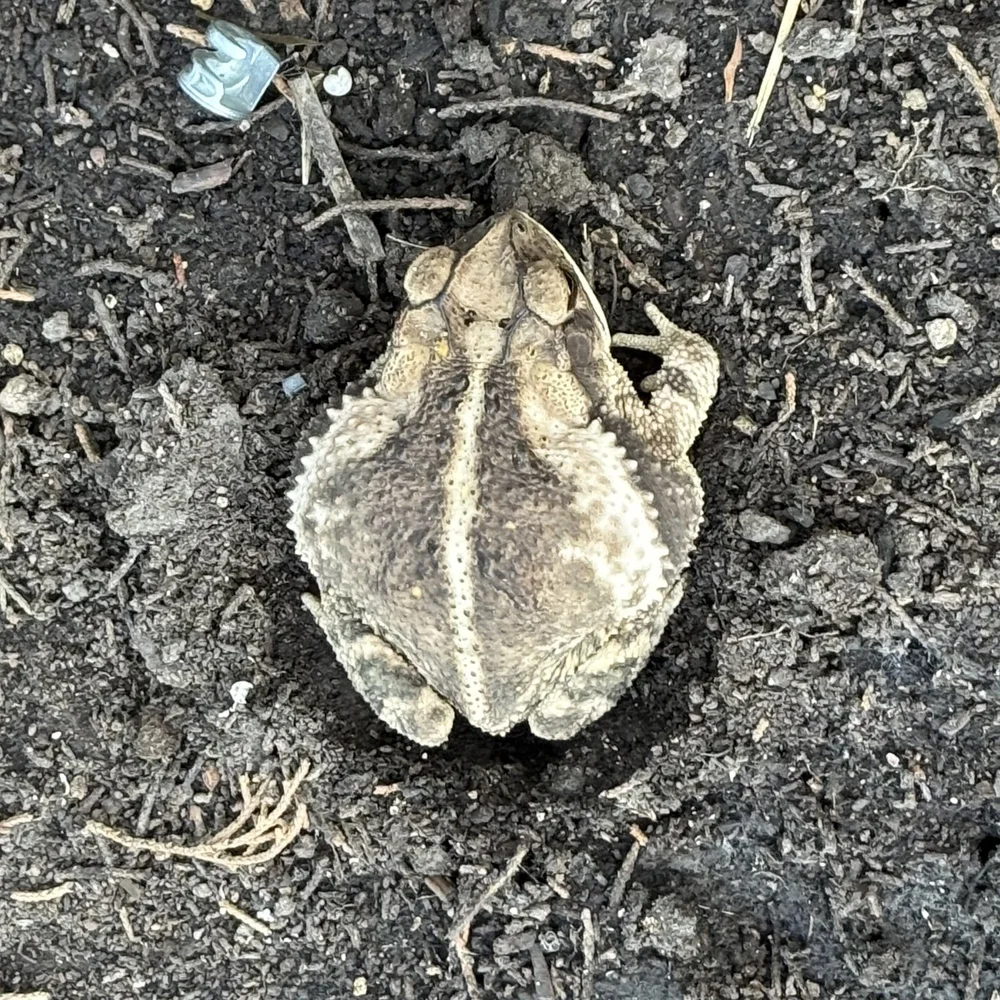  I found this  Gulf Coast Toad  ( Incilius nebulifer)  sleeping under a board. It’s in a safe place. 