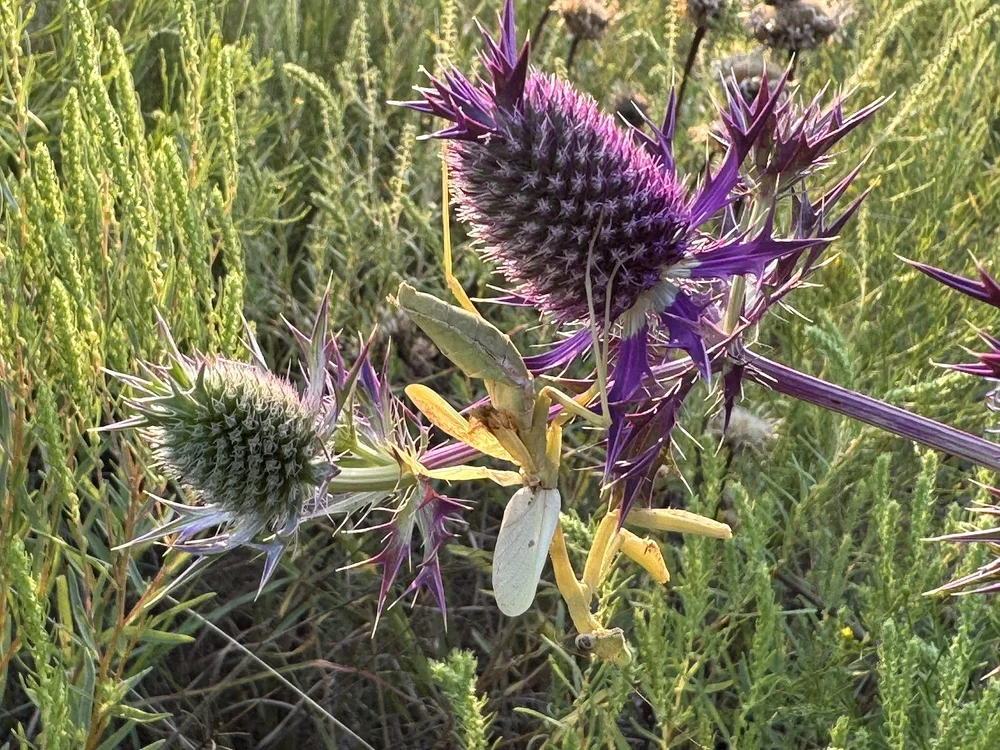  Eryngo Lane is home to many of these  Preying Mantis.  This one looks kind of raggedy with its wings splayed out and a black eye. 