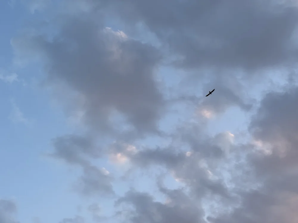  At the end of a long hike I looked up to see the sky filled with a dozen,  Mississippi Kites  ( Ictinia mississippiensis ). Then I saw that there were a few of them resting in the tree just above my head. 