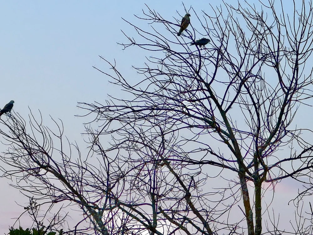  This is the closest I have ever been to a  Mississippi Kite  ( Ictinia mississippiensis).  