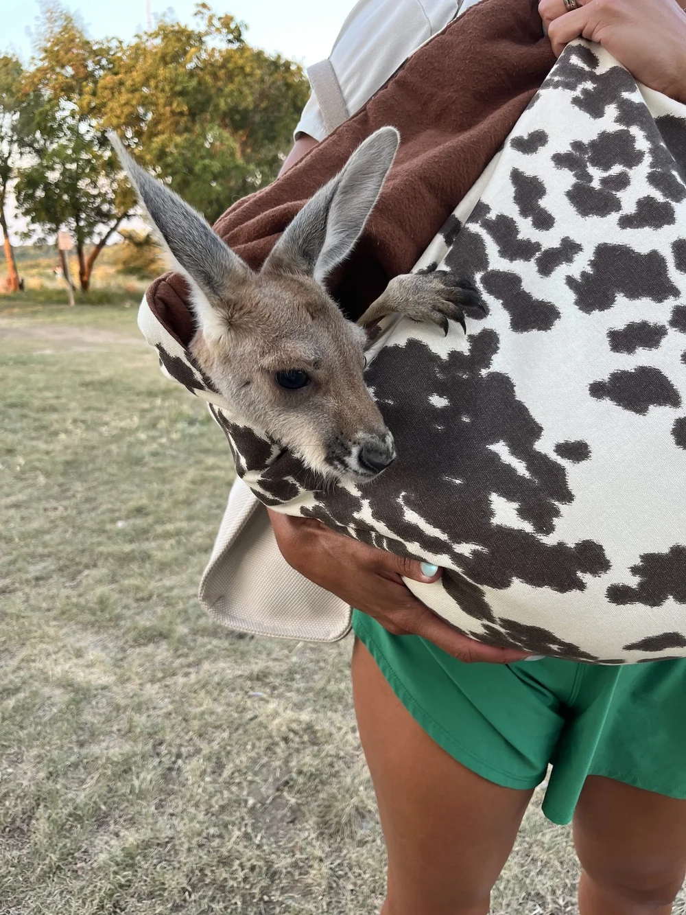  We have a new invasive species other than portrait photographers. This kangaroo joey was observed on 9/21. Photo by, Paige Priddy. 