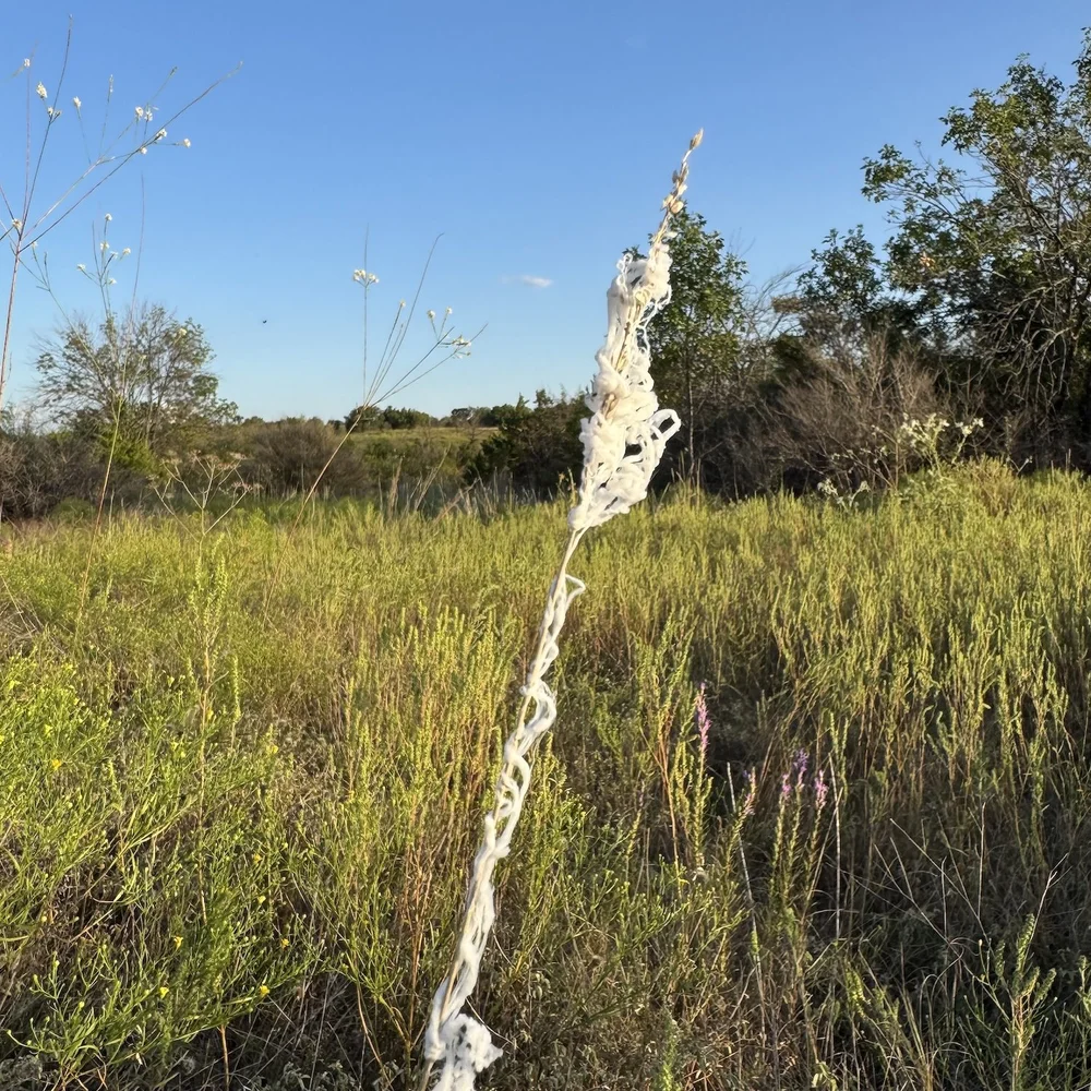  If you happened to look skywards on 9/25 you may have noticed all that white "silly string" falling from the sky. It was a natural phenomena known as spider ballooning. Spiders climb high in trees, weave a long strand of silk and wait for the wind t