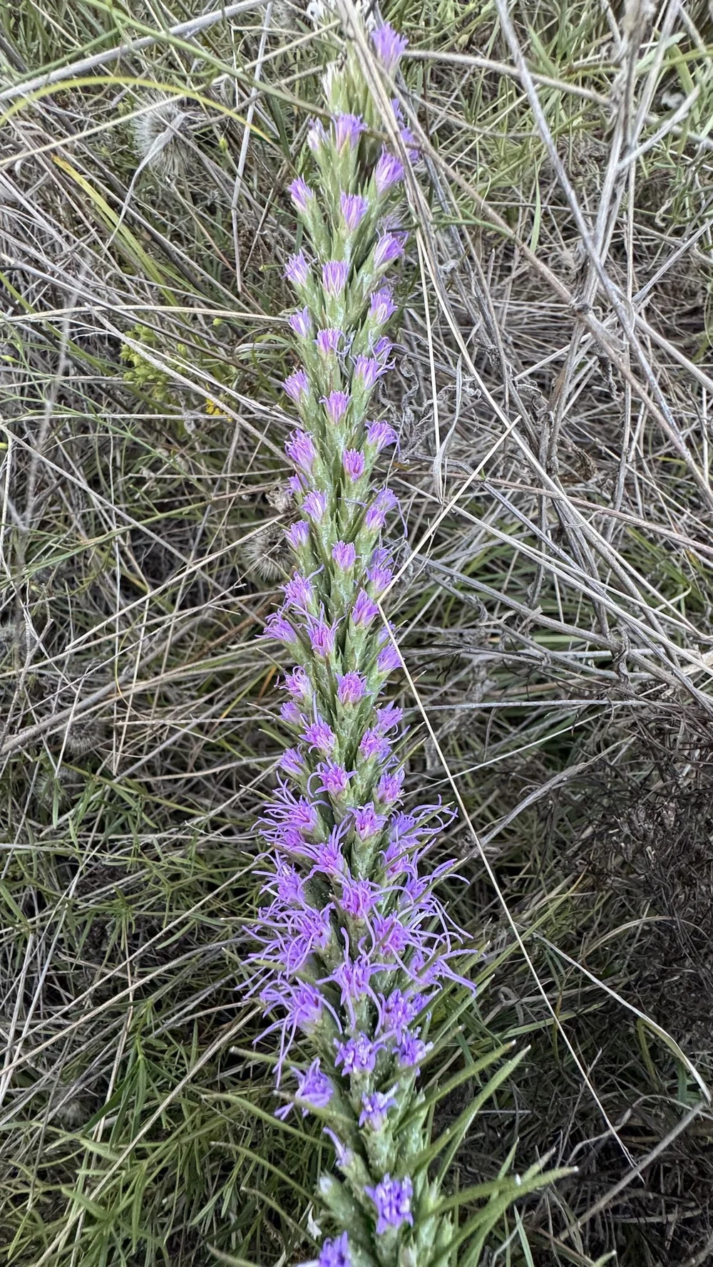  Dotted Gayfeather  ( Liatris punctata).  Some of these are more than 4’ tall. 