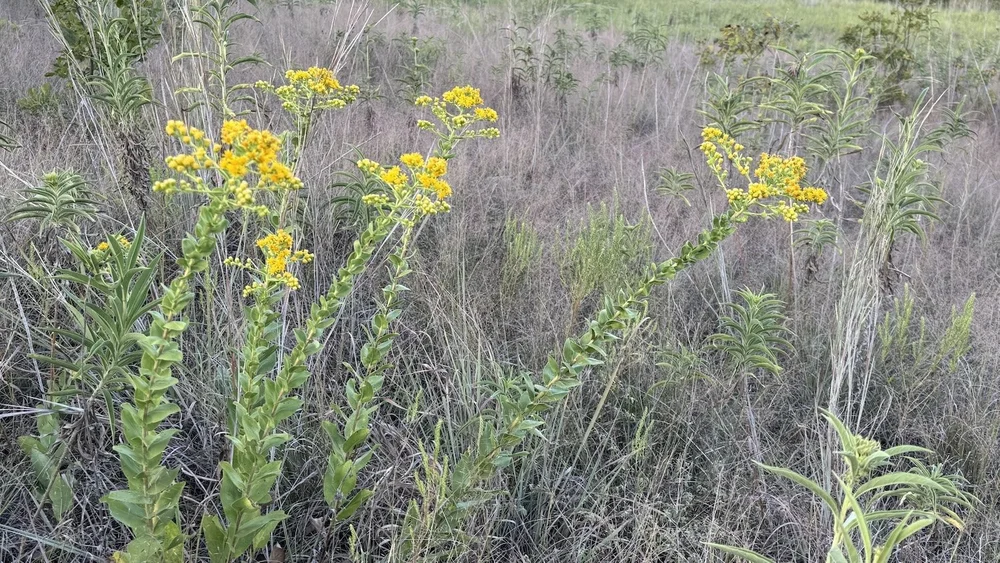   Stiff-leaved Goldenrod  ( Solidago rigida)  