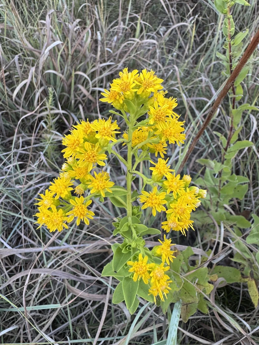   Stiff-leaved Goldenrod  ( Solidago rigida)     