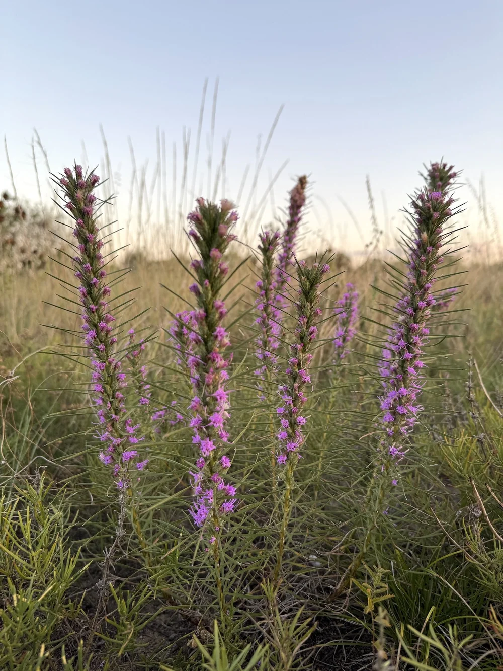   Dotted Gayfeather  ( Liatris punctata)  