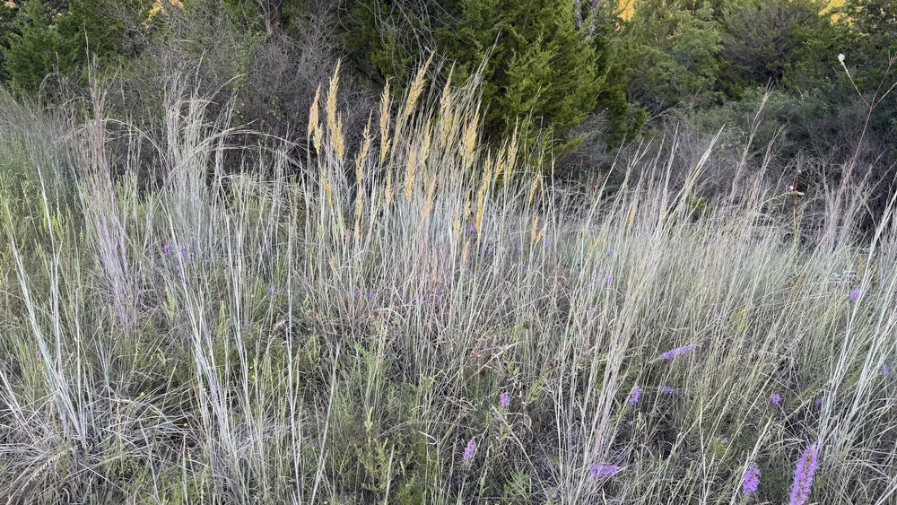   Indiangrass  ( Sorghastrum nutans)  is the King of grasses. 
