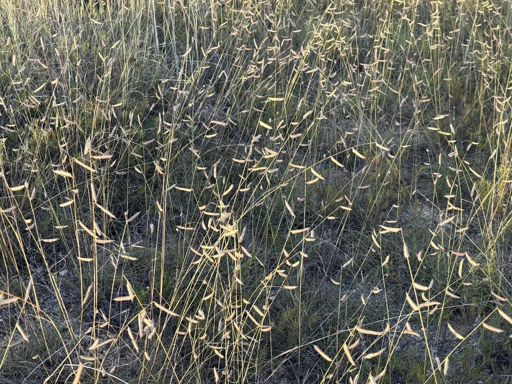   Hairy Grama  ( Bouteloua hirsuta)  