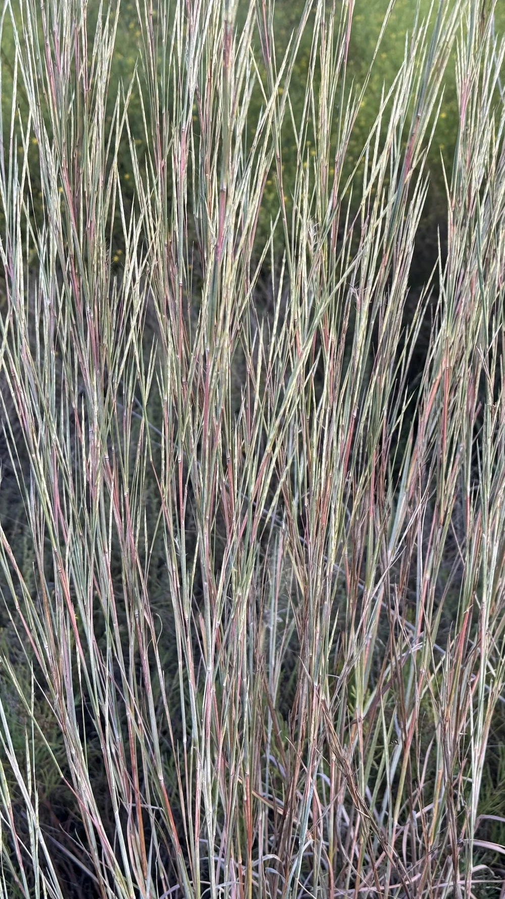   Little Bluestem grass   (Schizachyrium scoparium)  is uncannily beautiful in the fall. 