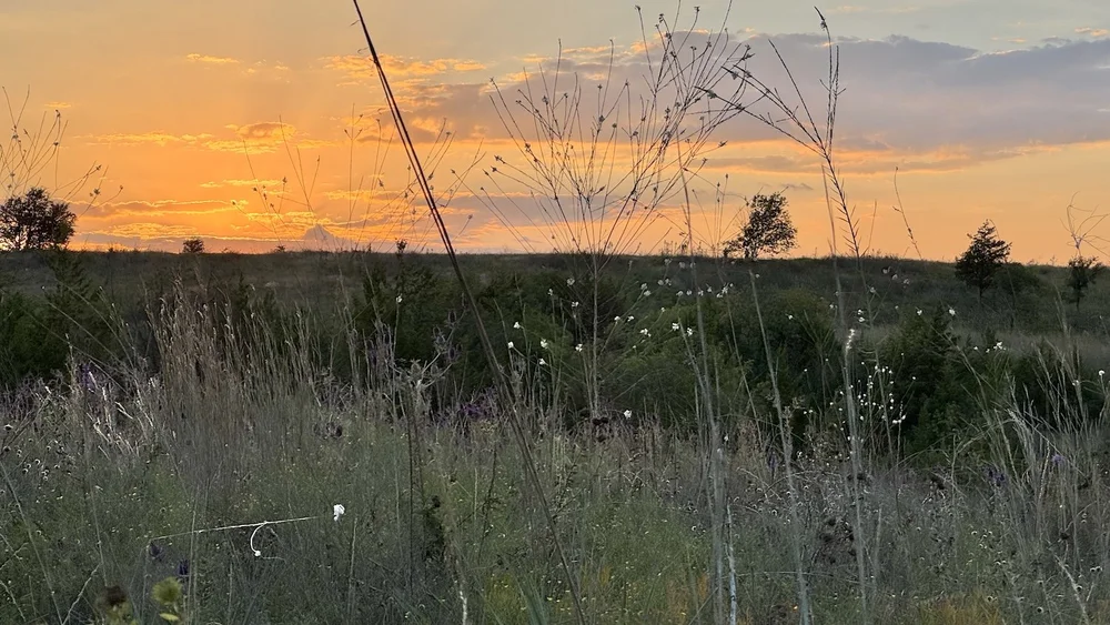  Grasses, Gaura, Eryngo, Gay Feather and more, complement a beautiful, late September sunset, by the Outdoor Classroom #1.  