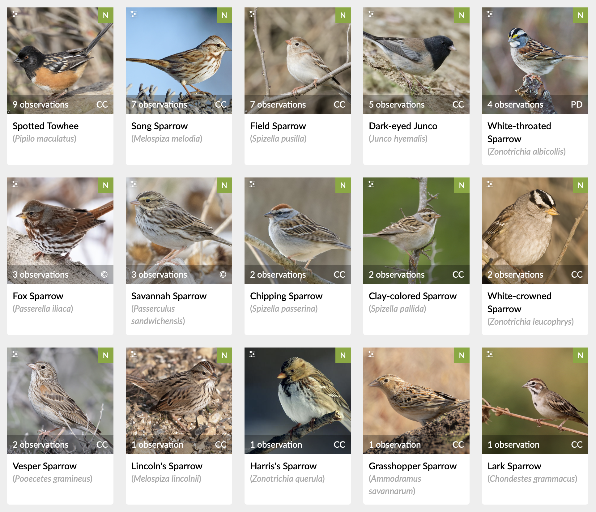 Prairie Notes #230- A Host of Sparrows