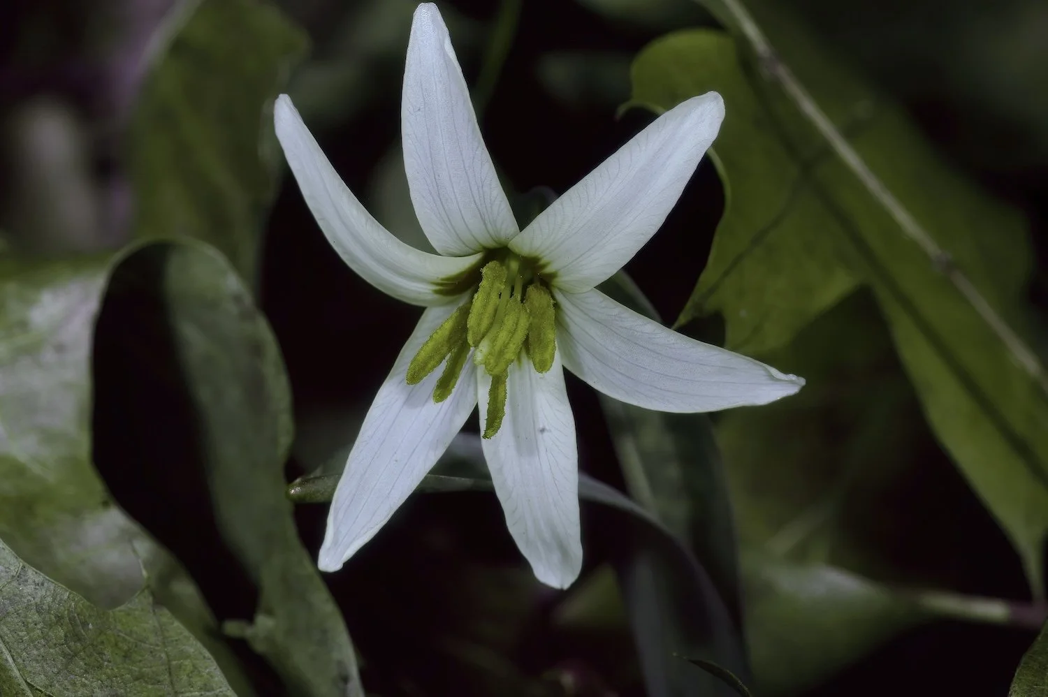 White Fawnlily (Erythronium albidum) UV flora, aka: Bee Vision using a full spectrum camera with UV pass, IR suppressed filters.