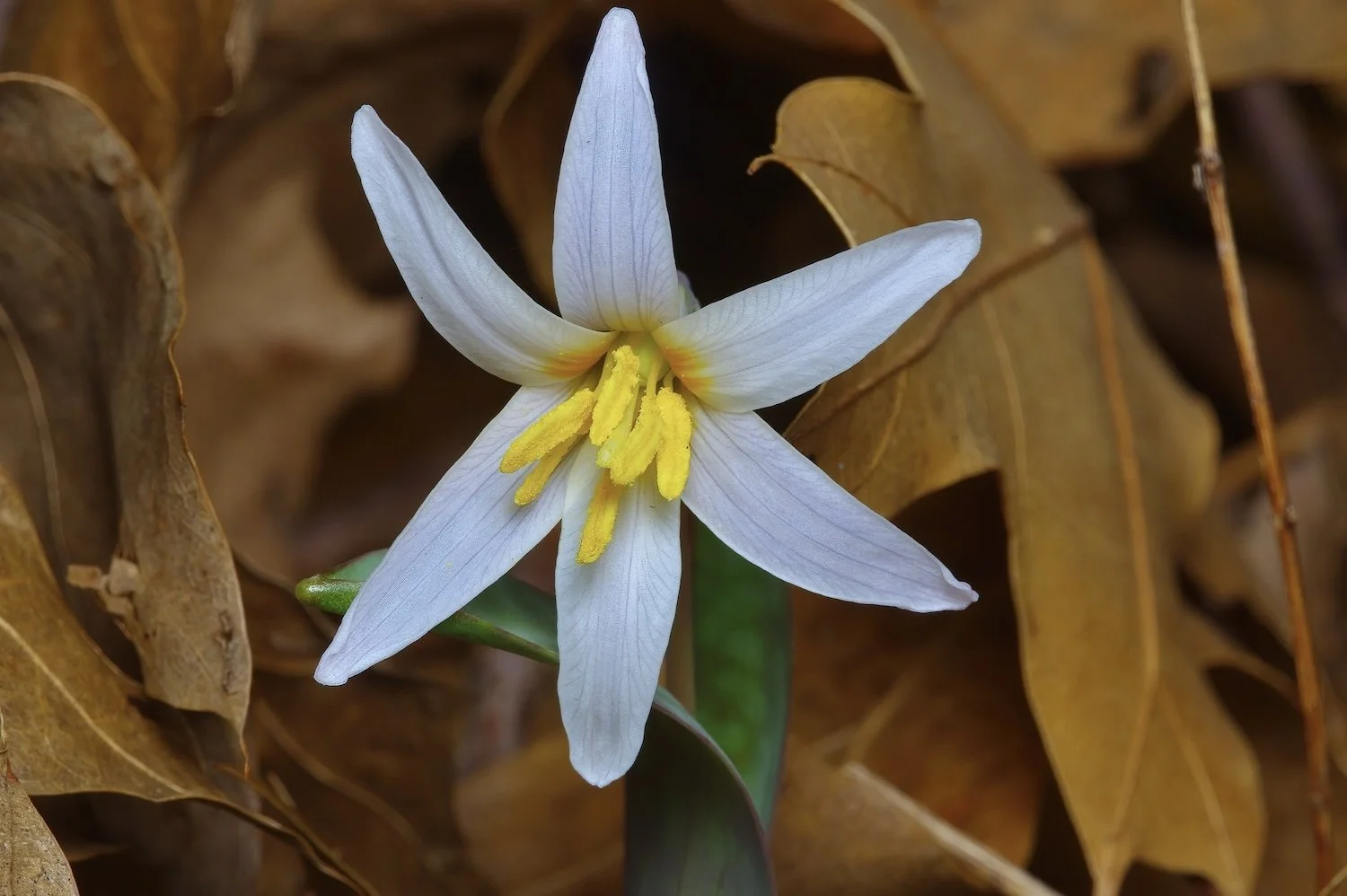 White Fawnlily (Erythronium albidum) using standard camera
