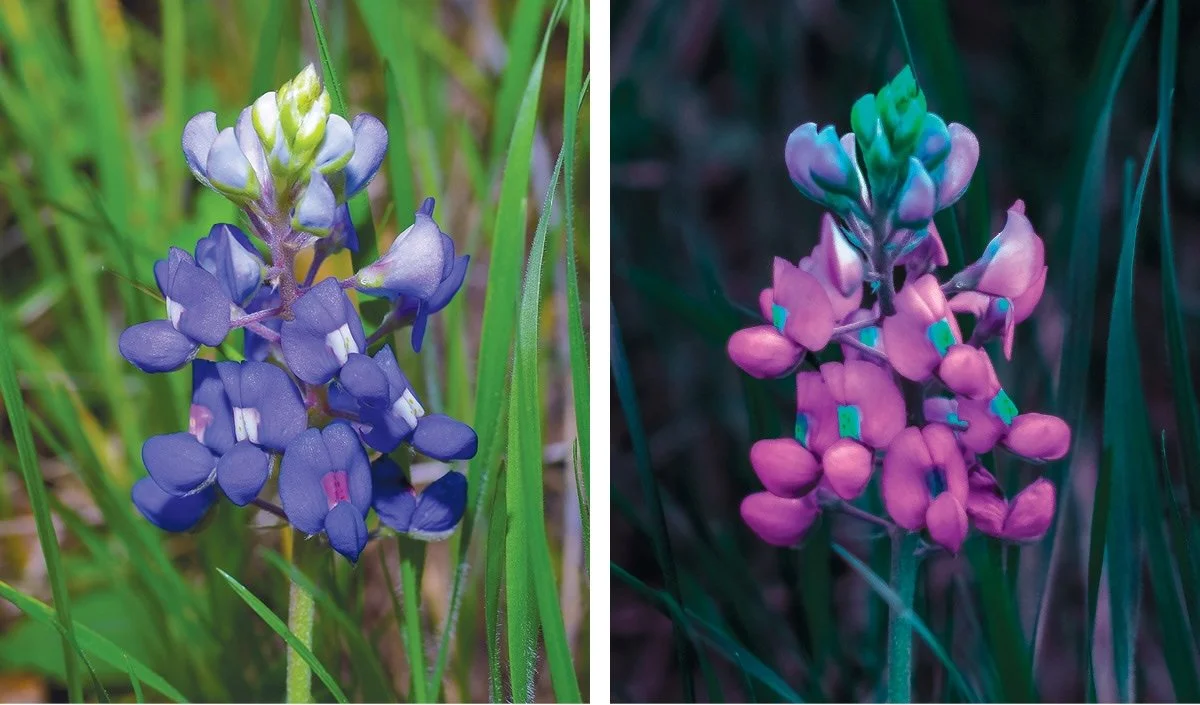   Texas Bluebonnet &nbsp;(  Lupinus texensis  )  In the UV photo on the right, the prominent banner spots pop out in bright aqua blue, as compared to white in visible light. 