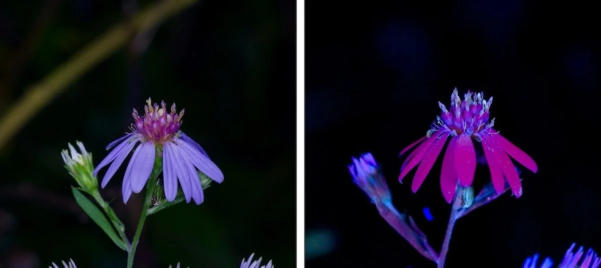   Drummond’s Aster  ( Symphyotrichum drummondii)   Ambient light on the left. UV on the right. 
