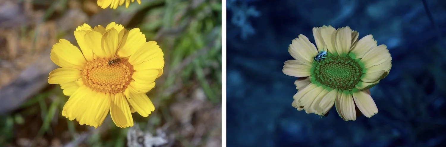   Stemmy Four-Nerved Daisy  ( Tetraneuris scaposa )  Ambient light on left. UV bee vision on right. 
