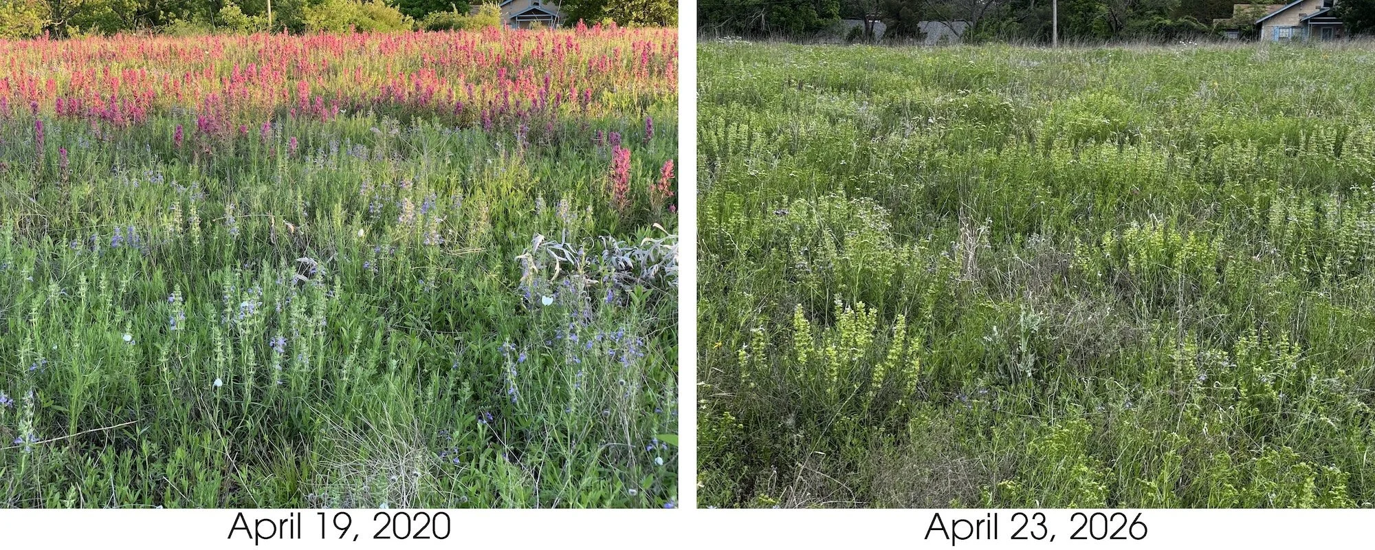 Far east meadow copy.jpg