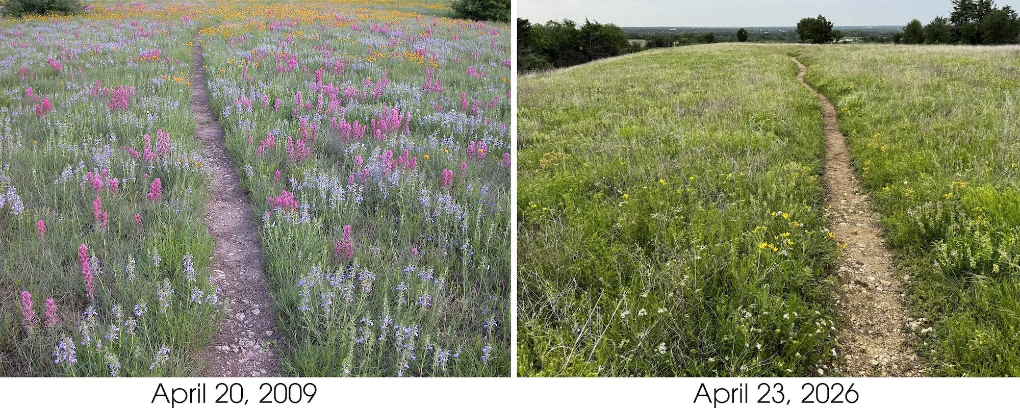 Iconic meadow copy.jpg