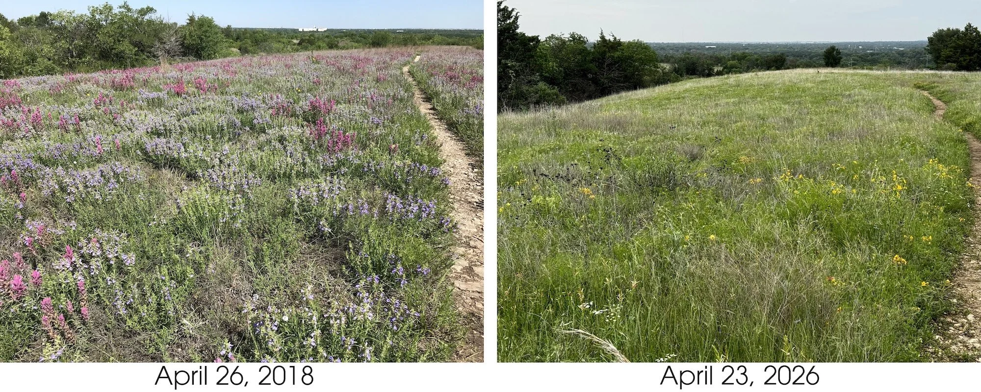 Iconic meadow_4 copy.jpg