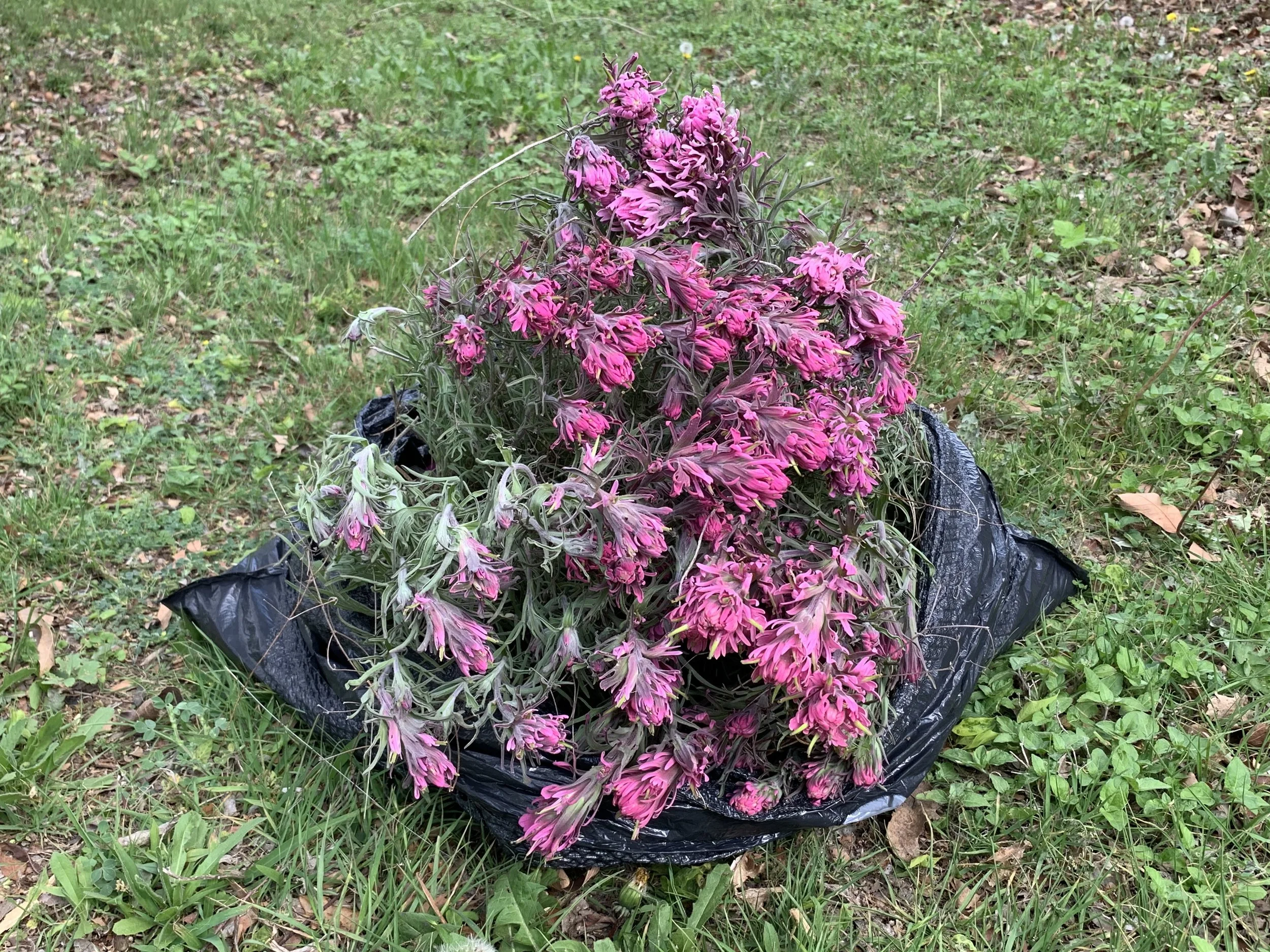  We tried to revive these pilfered plants but they did not survive. 