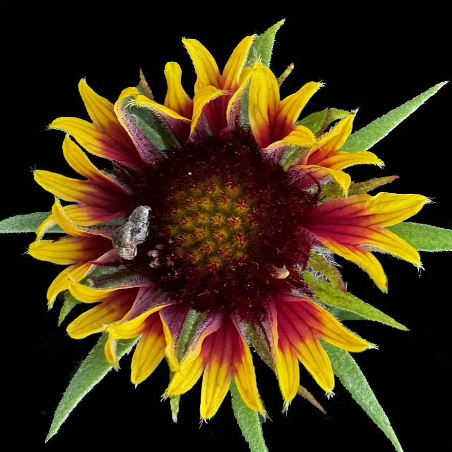 Indian Blanket variant (Gaillardia pulchella) w/Indian Blanket Fungus Weevils