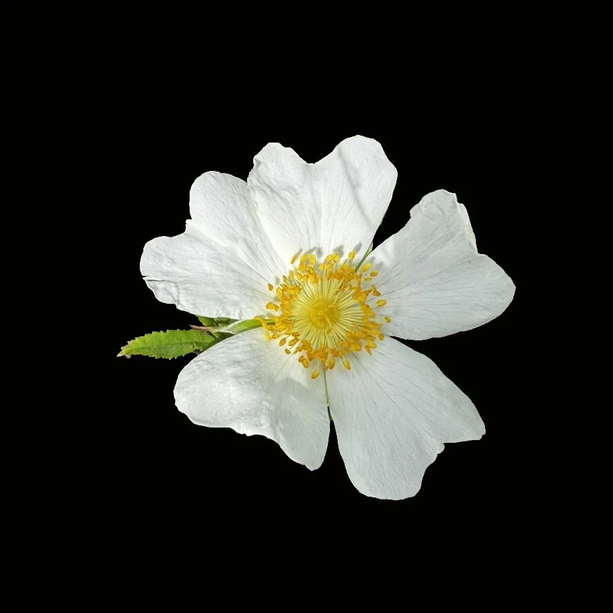 White Prairie Rose (Rosa foliolosa)