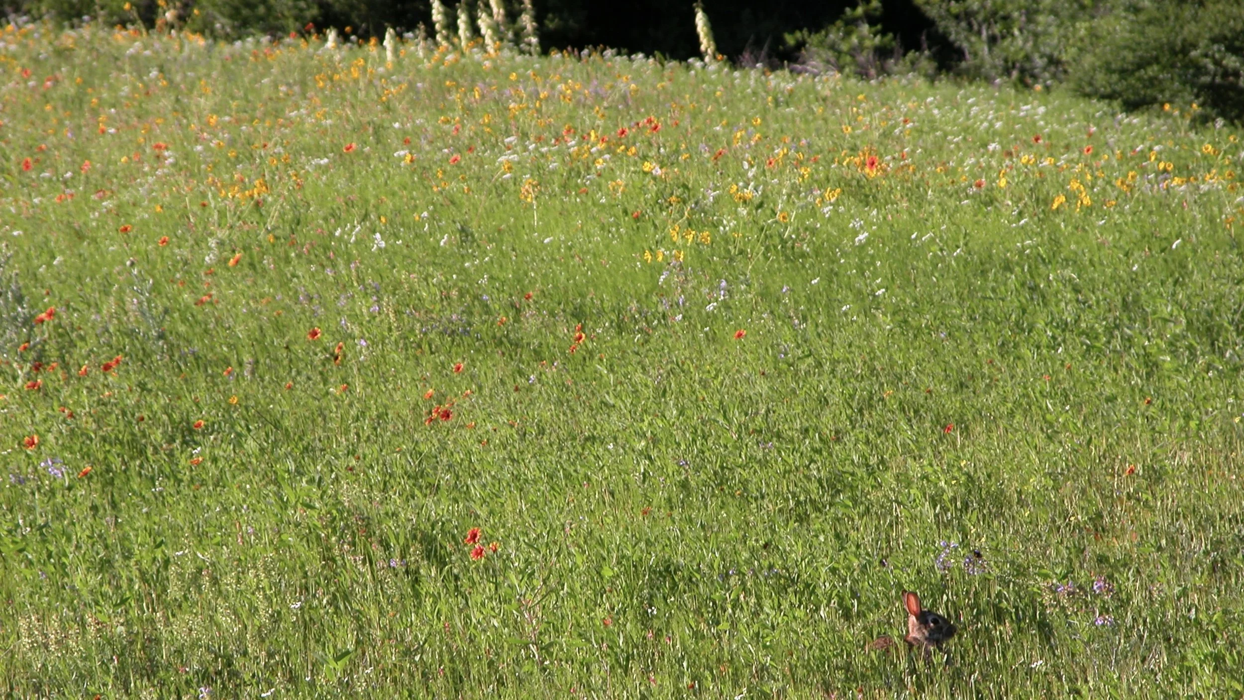 Prairie Notes #225 - Double Takes