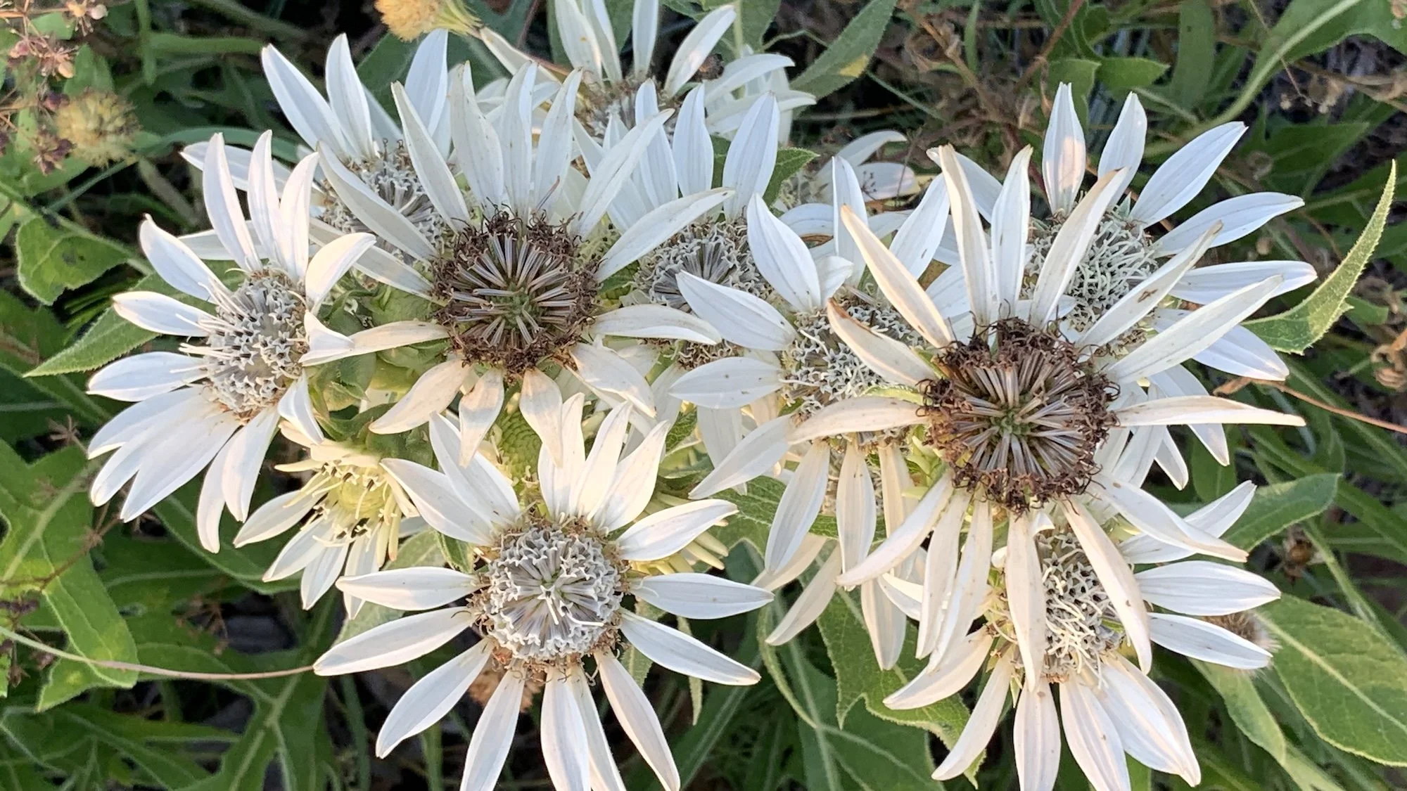 Prairie Notes #235 - Silphium Summer