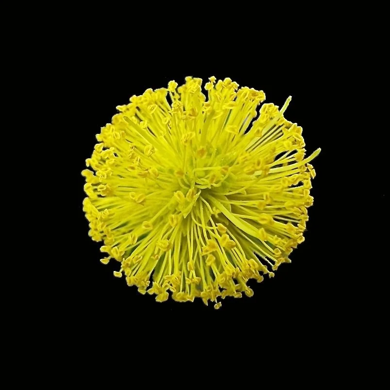 Yellow Puff (Neptunia lutea)