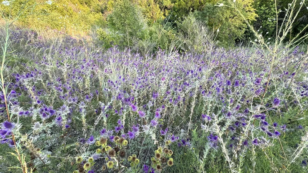  Leavenworth's Eryngo  ( Eryngium leavenworthii)  has fall written all over it. 