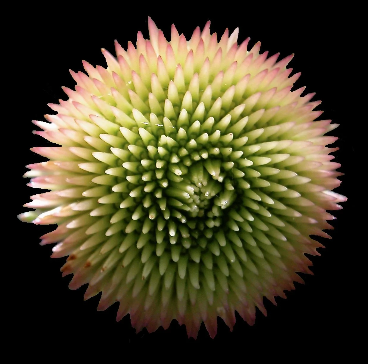 Narrow-leaved Purple Coneflower (Echinacea angustifolia)