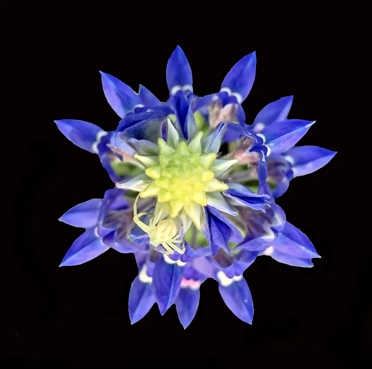 Texas Bluebonnet (Lupinus texensis) w/Crab spider