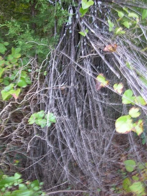 -special edition- The Legend of the Witchey Tree of Tandy Hills