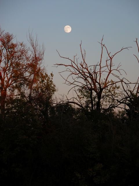 - Special Edition - The Engulfed Death Car of Tandy Creek