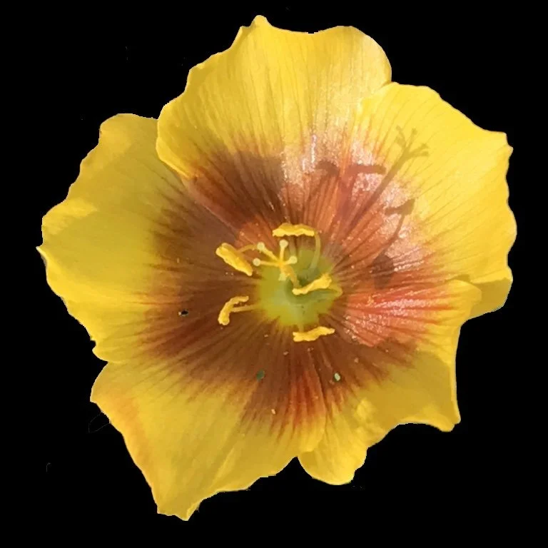 Yellow Flax (Linum rigidum)