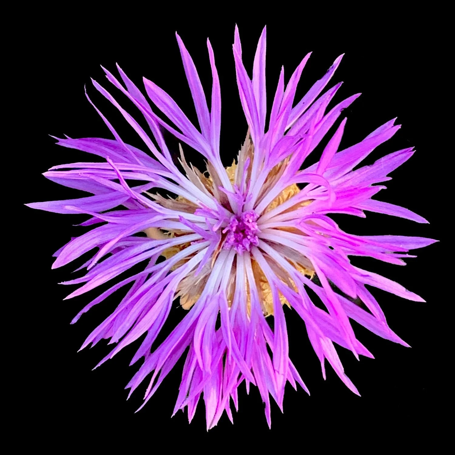 American Basketflower (Plectocephalus americanus)