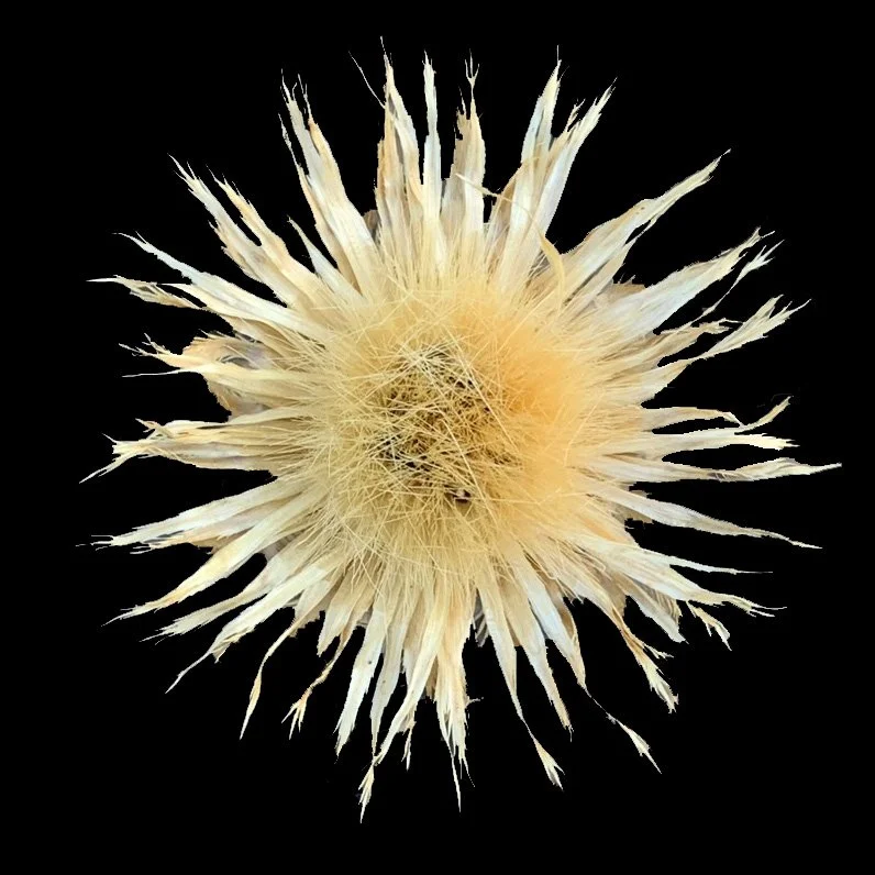 American Basketflower (Plectocephalus americanus)