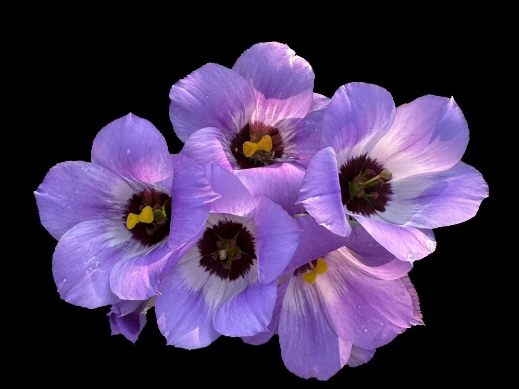 Showy Prairie Gentian (Eustoma russellianum) aka: Texas Bluebells