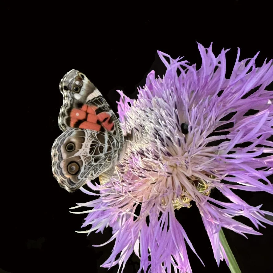 Painted Lady Butterfly / American Basketflower (Plectocephalus americanus)