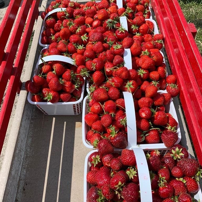 Forsythe-strawberries.jpeg
