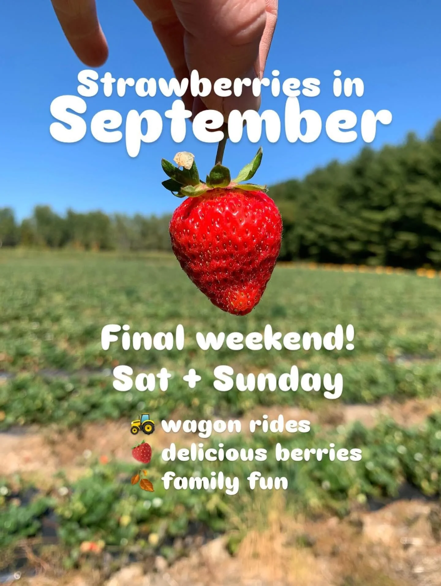 🍓 Last Chance for Strawberry Picking at Willowtree Farm &ndash; Port Perry! 🍓
This weekend is the final opportunity to pick fresh, delicious strawberries before the season ends! 🌞

Hop on the wagon ride to the field and enjoy one last taste of sum
