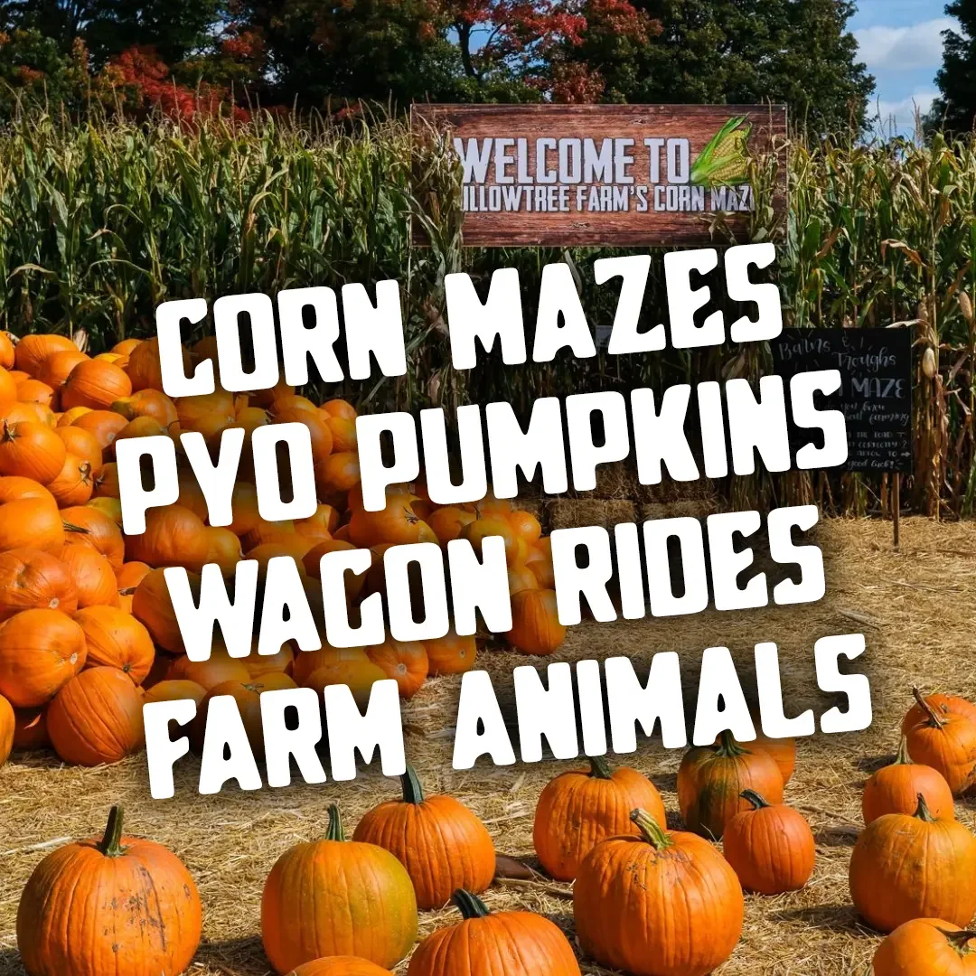 Fall events happening along the Sideroads including corn mazes, pick your own pumpkins, wagon rides and more!
