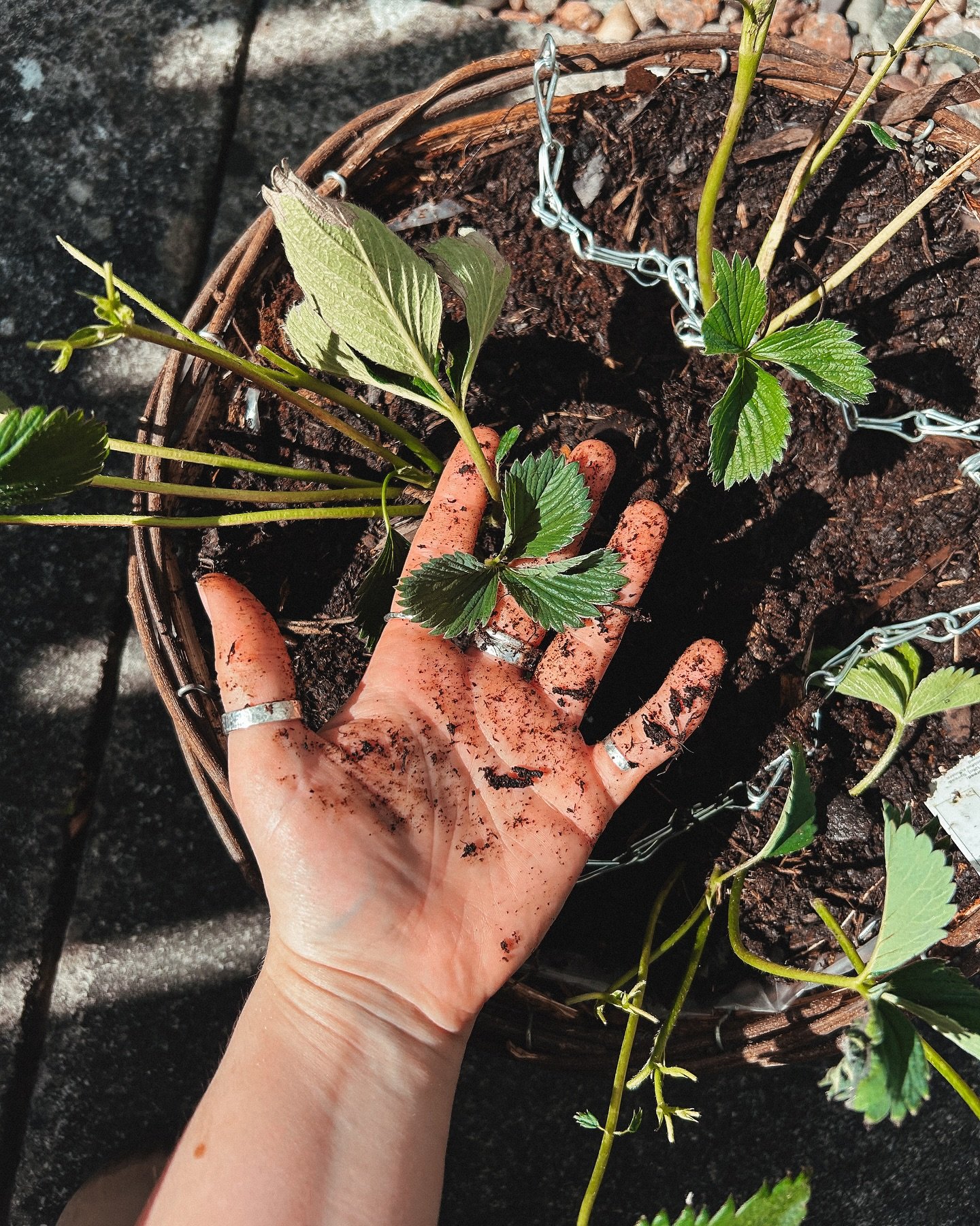 all the ring girlies should be wearing sterling silver so you literally never have to take them off ✨ 

just planted some strawberries and they just need a little wash and they&rsquo;ll be back to shiny shiny silver! 🍓

hammered rings available on m