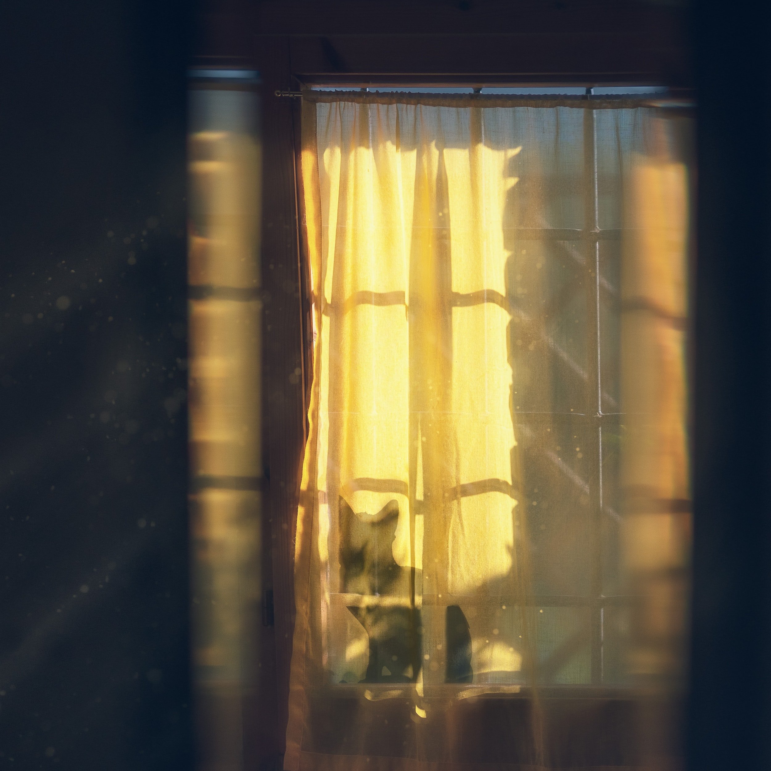 Window closed with a curtain covering it. You can see the outline of a dog's head looking out the window