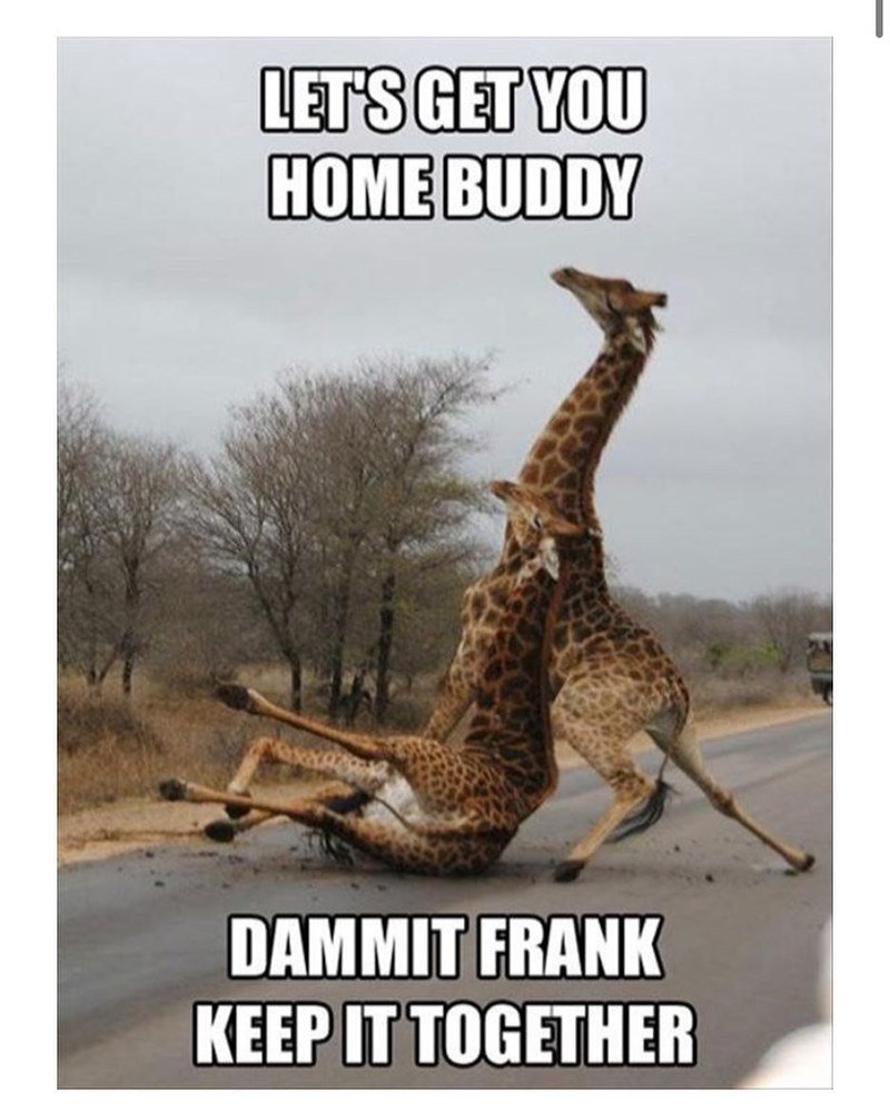 giraffe-lets-get-home-buddy-dammit-frank-keep-together.jpeg