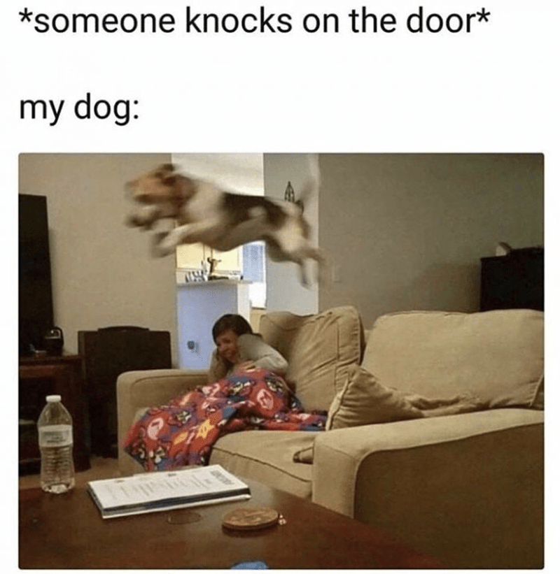 couch-someone-knocks-on-door-my-dog.png