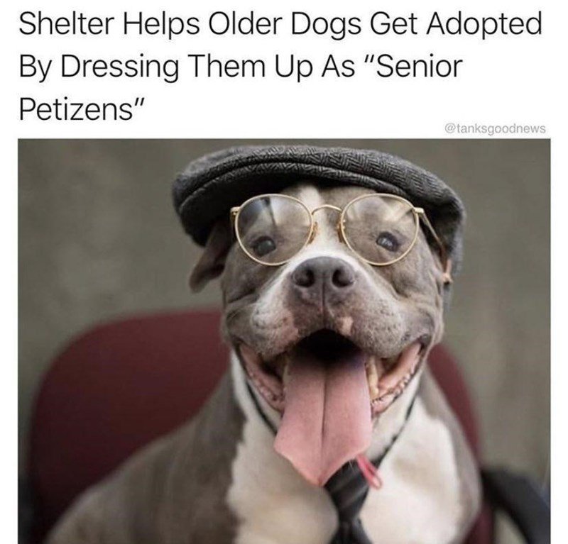 sunglasses-shelter-helps-older-dogs-get-adopted-by-dressing-them-up-as-senior-petizens-tanksgoodnews.jpeg