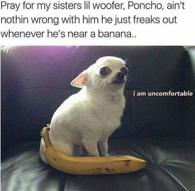 poncho-aint-nothin-wrong-with-him-he-just-freaks-out-whenever-hes-near-banana-am-uncomfortable.jpeg