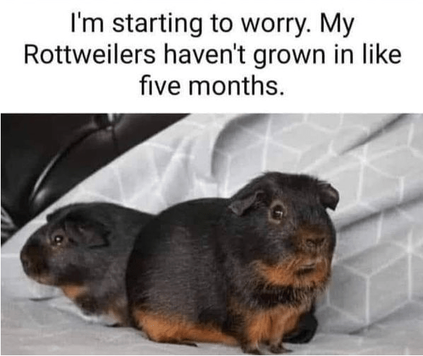 animal-starting-worry-my-rottweilers-havent-grown-like-five-months.png